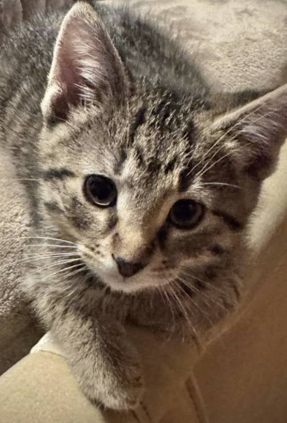 Adoptable kitten, Frodo, from Almost Home Cat Rescue MKE