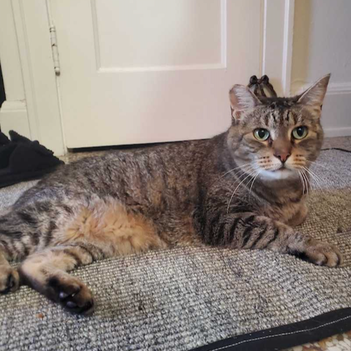 Image of Beans, an adoptable cat from Almost Home Cat Rescue MKE