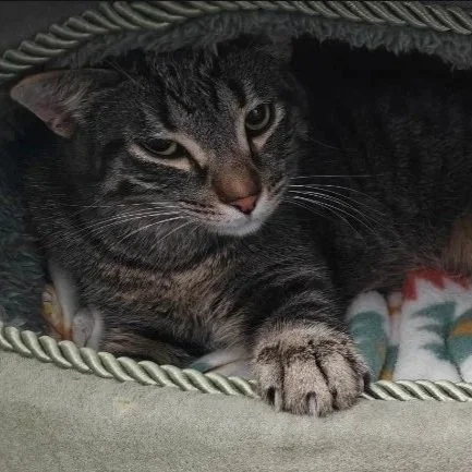 Almost Home Adoptable Cat, Sal