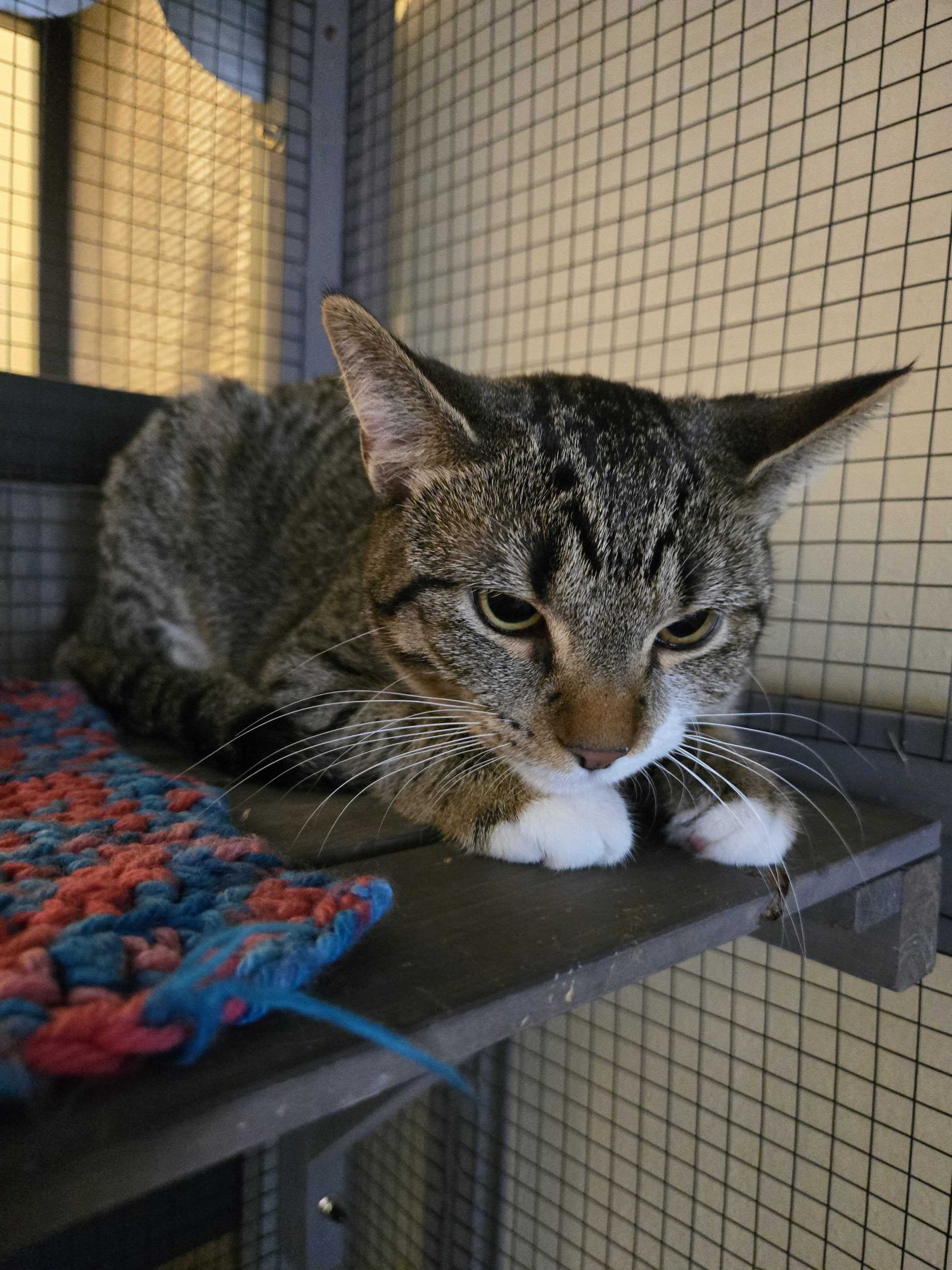 Image of Pumpkins, an adoptable cat from Almost Home Cat Rescue MKE