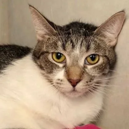 Image of Dottie, an adoptable cat from Almost Home Cat Rescue MKE