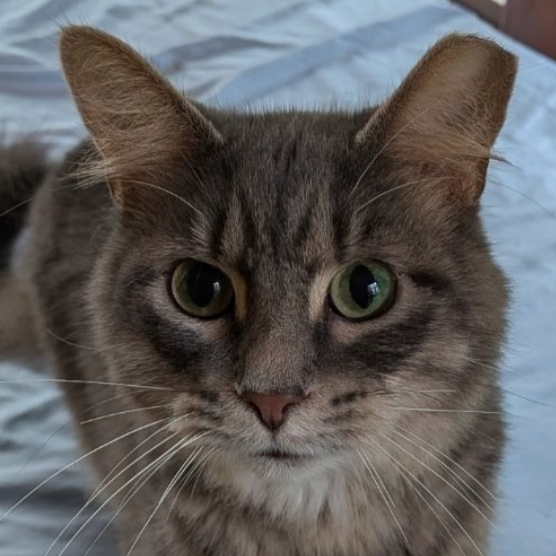 Image of Fluffers, an adoptable cat from Almost Home Cat Rescue MKE