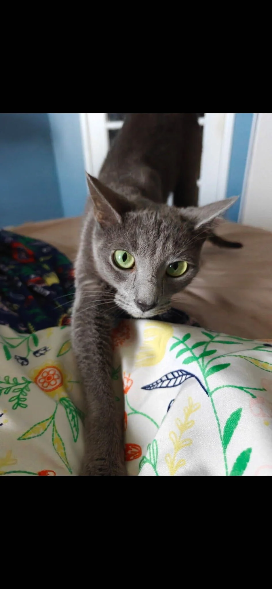 Image of Dotty, an adoptable cat from Almost Home Cat Rescue MKE