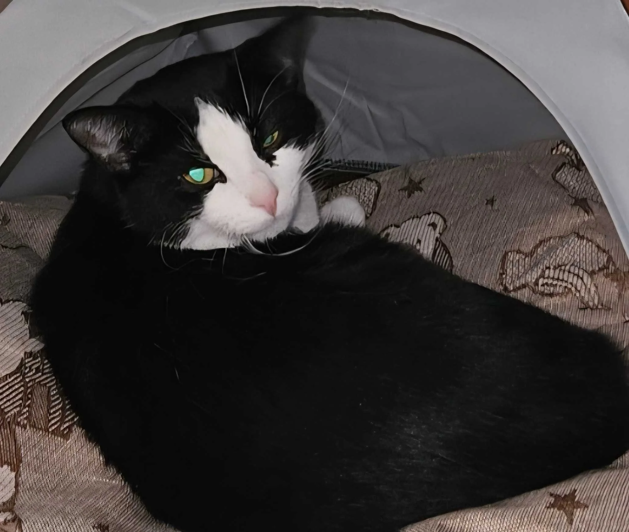 Image of Marina, an adoptable cat from Almost Home Cat Rescue MKE