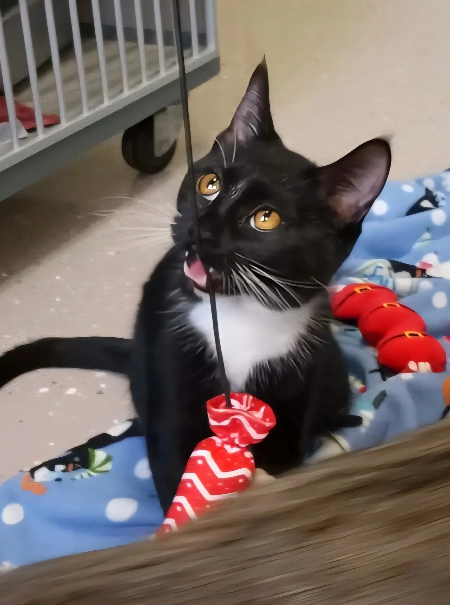 Almost Home Adoptable Cat, Candy