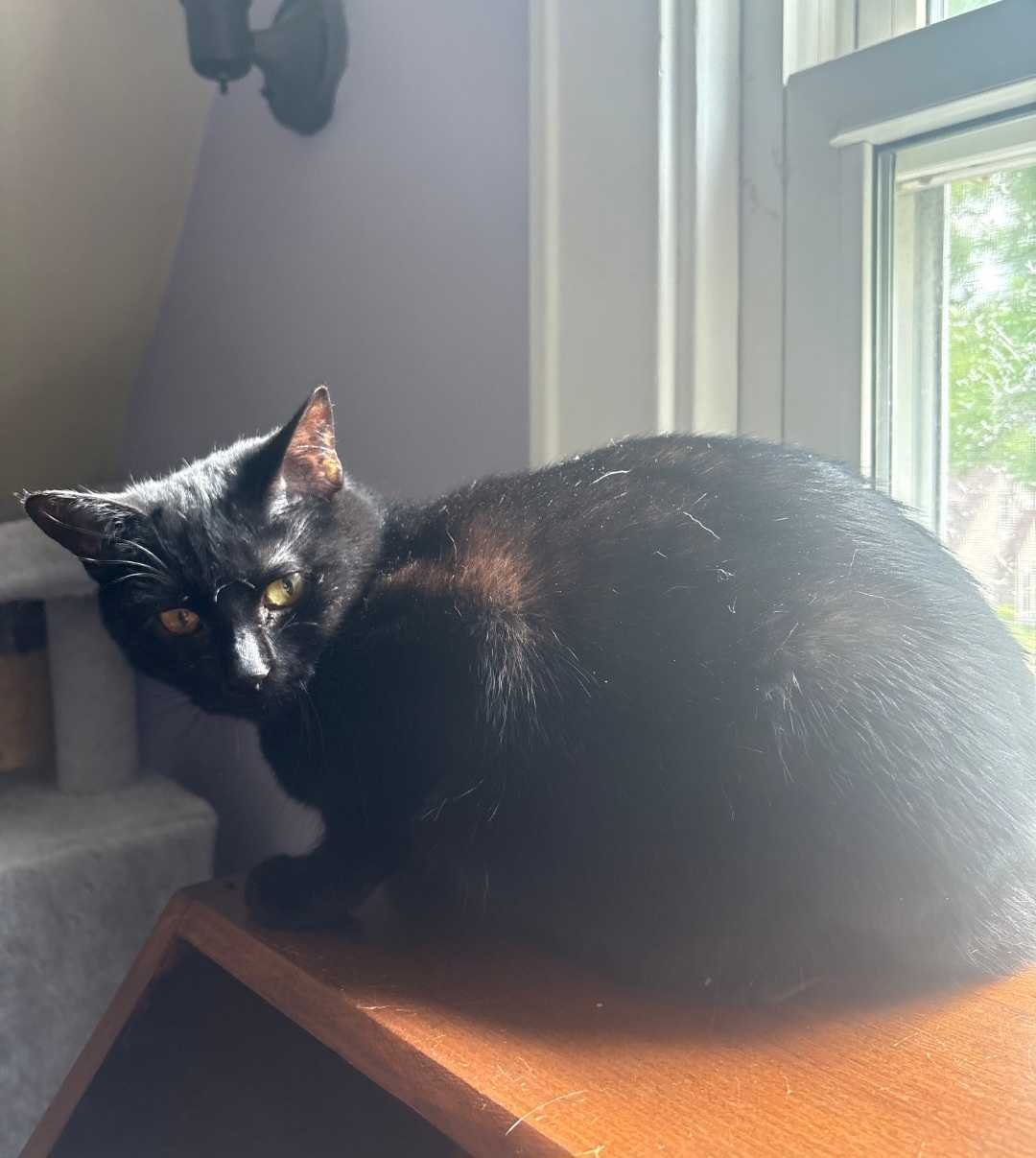 Image of Bliss, an adoptable Almost Home Cat Rescue MKE cat