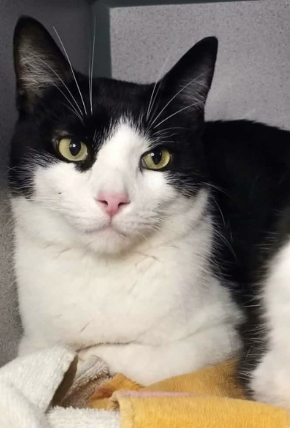Image of Mr. Dumpling, an adoptable cat from Almost Home Cat Rescue MKE