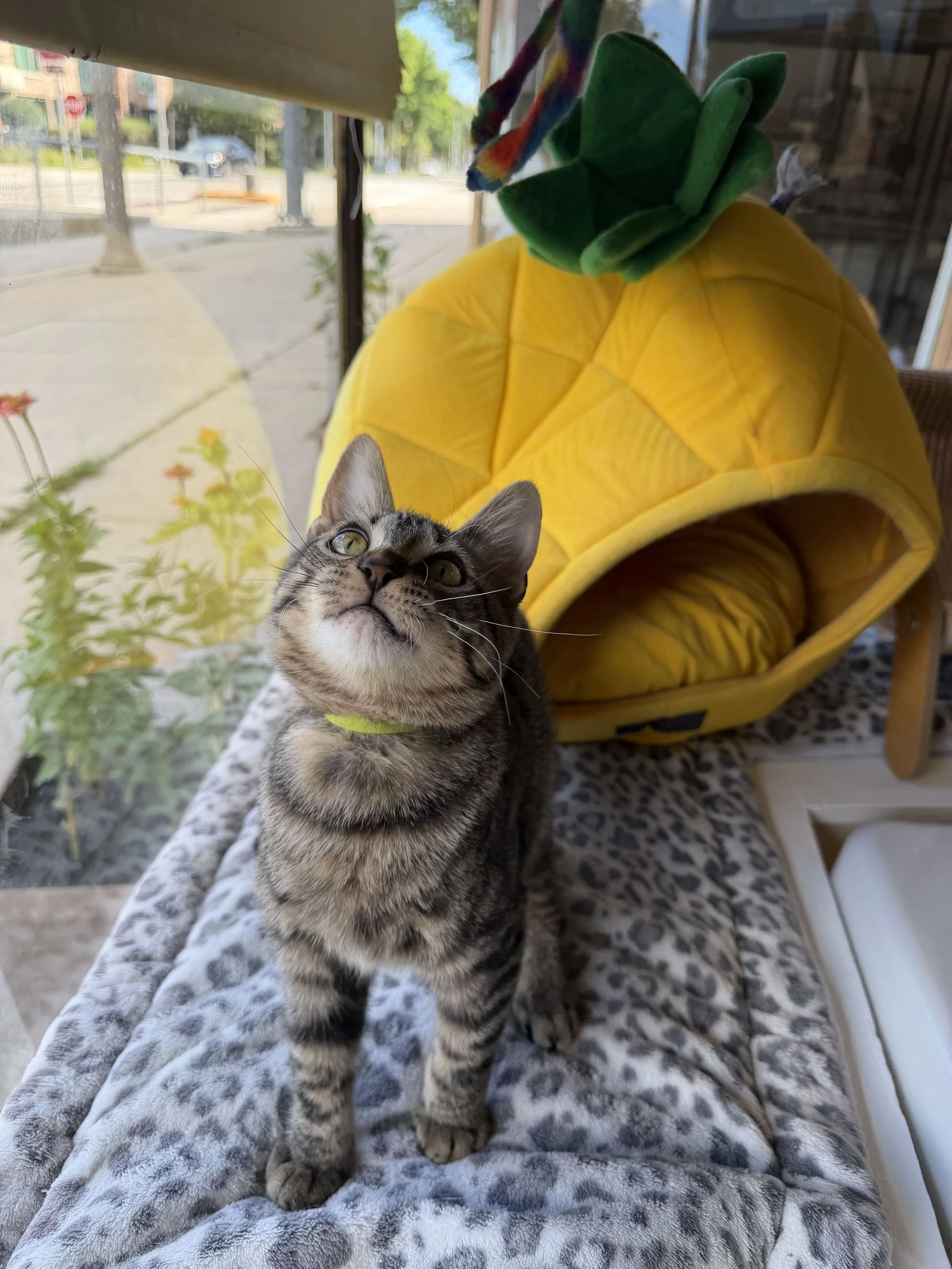 Image of adoptable bonded pair, Edwina and Ralph, from Almost Home Cat Rescue MKE
