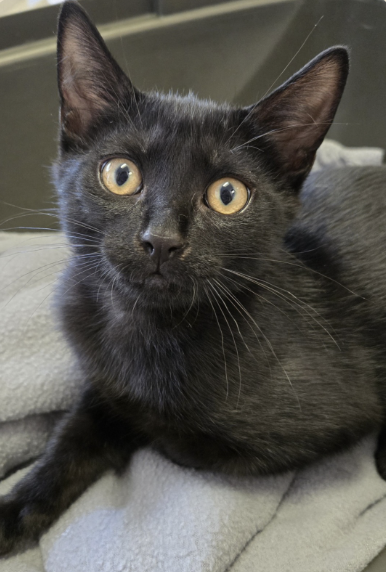 Adoptable kitten, Ziggy, from Almost Home Cat Rescue MKE