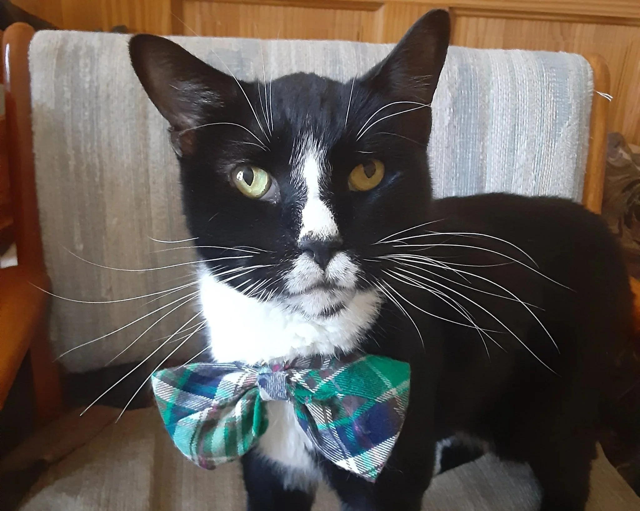 Image of a black and white cat wearing a plaid bowtie.