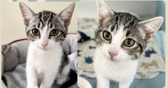Adoptable bonded pair, Cannoli & Panini, from Almost Home Cat Rescue MKE