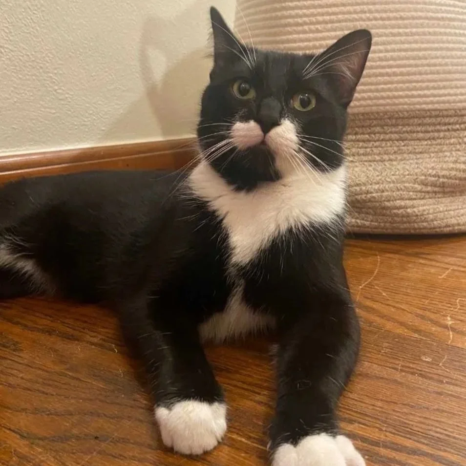 Image of Pepper, an adoptable Almost Home Cat Rescue MKE cat