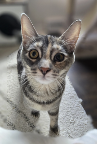 Image of Chalupa, an adoptable cat from Almost Home Cat Rescue MKE