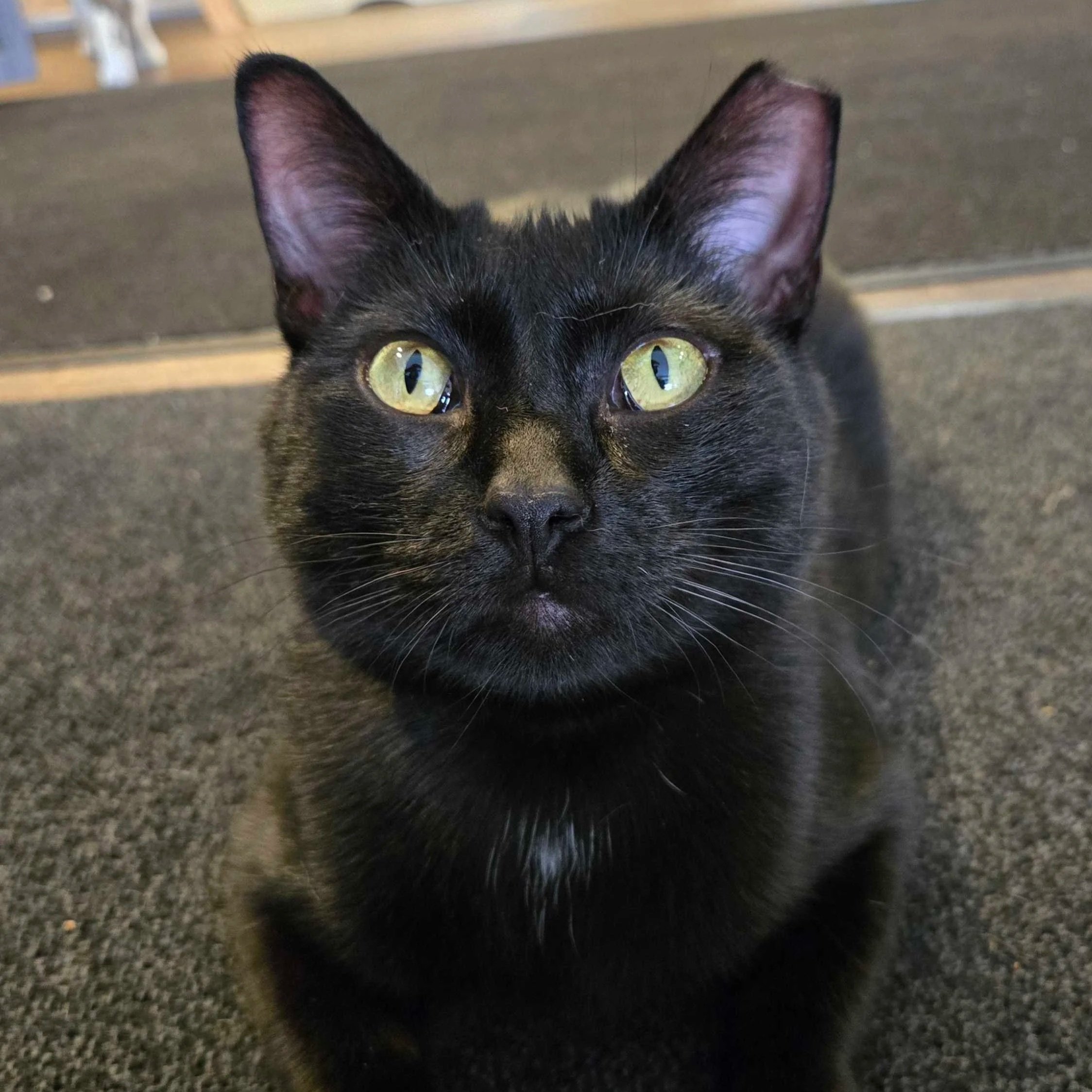Image of Amina, an adoptable Almost Home Cat Rescue MKE cat