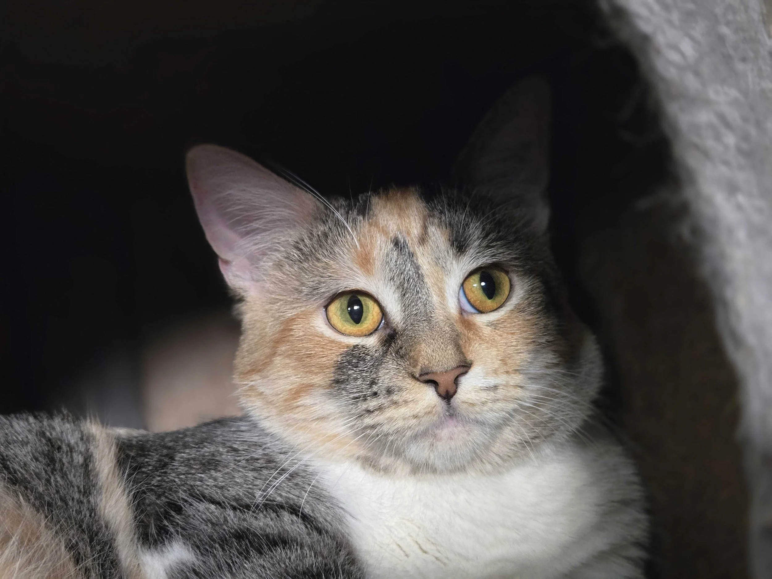 Image of Charm, an adoptable Almost Home Cat Rescue MKE cat