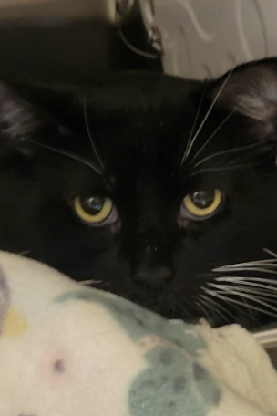 Image of Chief, an adoptable cat from Almost Home Cat Rescue MKE