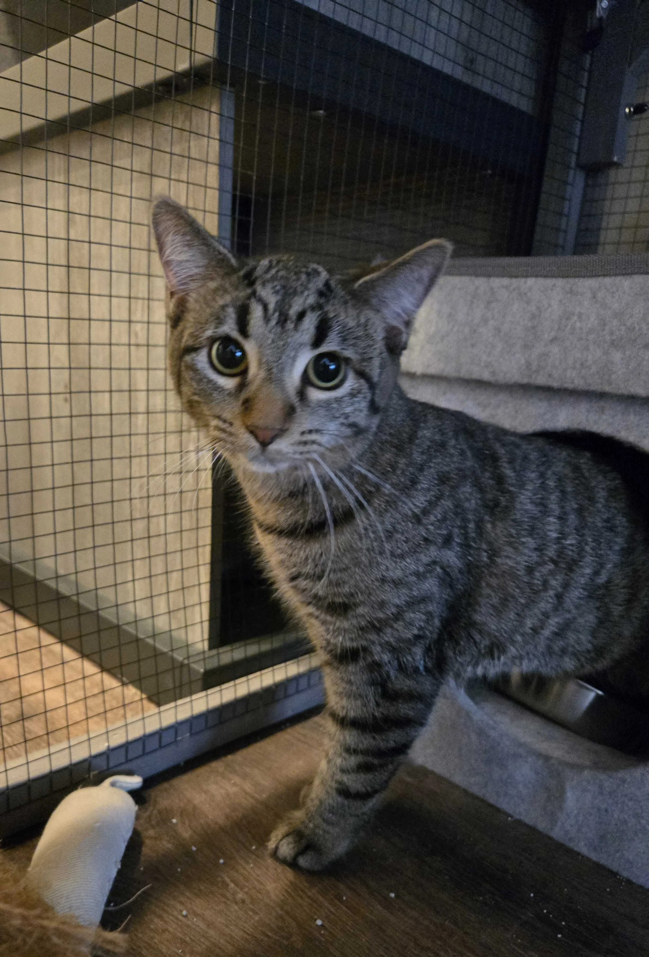 Image of Sweet Potato, an adoptable cat from Almost Home Cat Rescue MKE