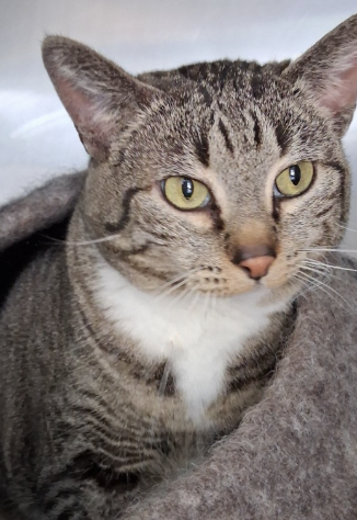 Image of Sweetie, an adoptable cat from Almost Home Cat Rescue MKE
