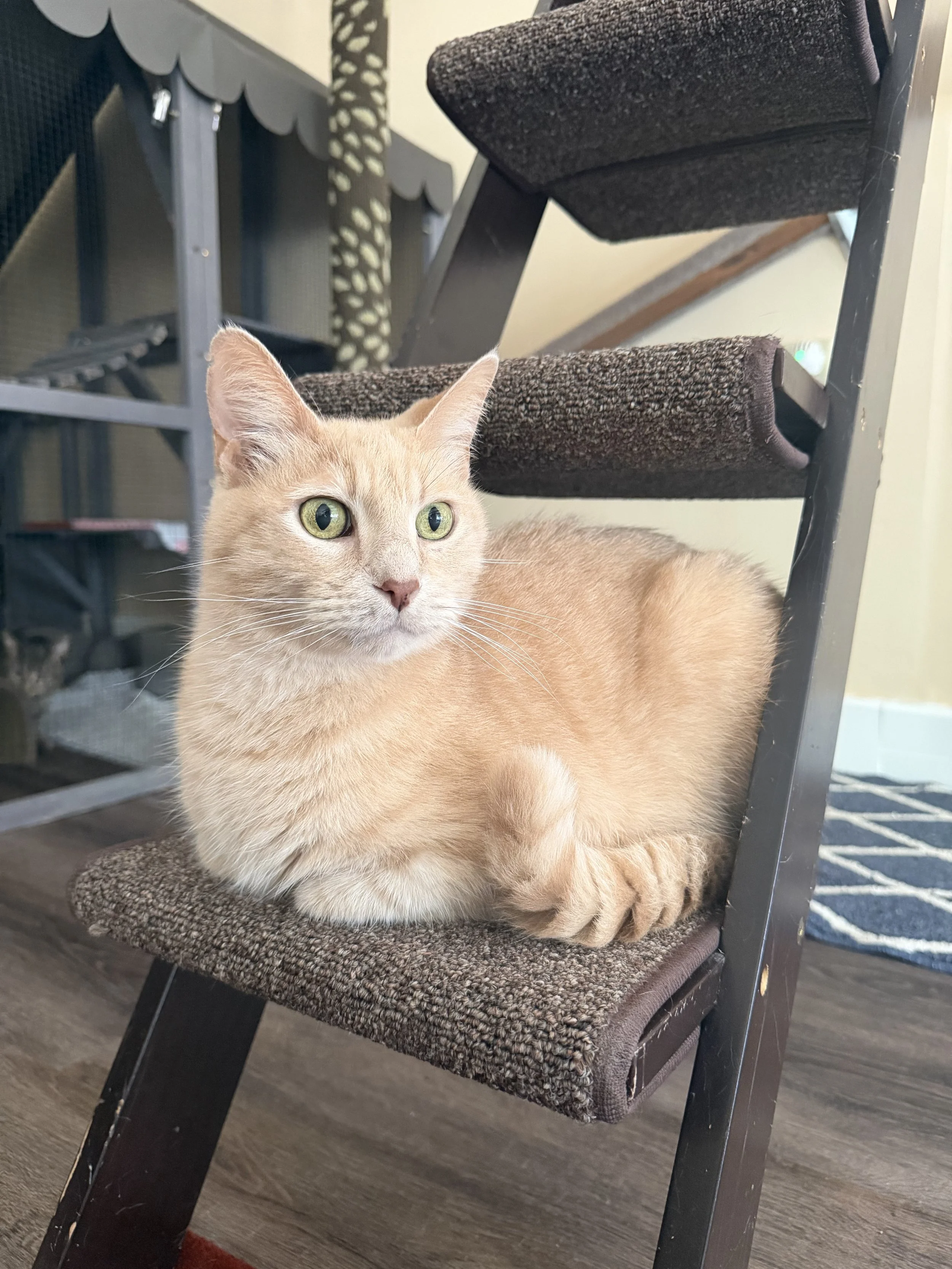 Image of Kermit, an adoptable cat from Almost Home Cat Rescue MKE