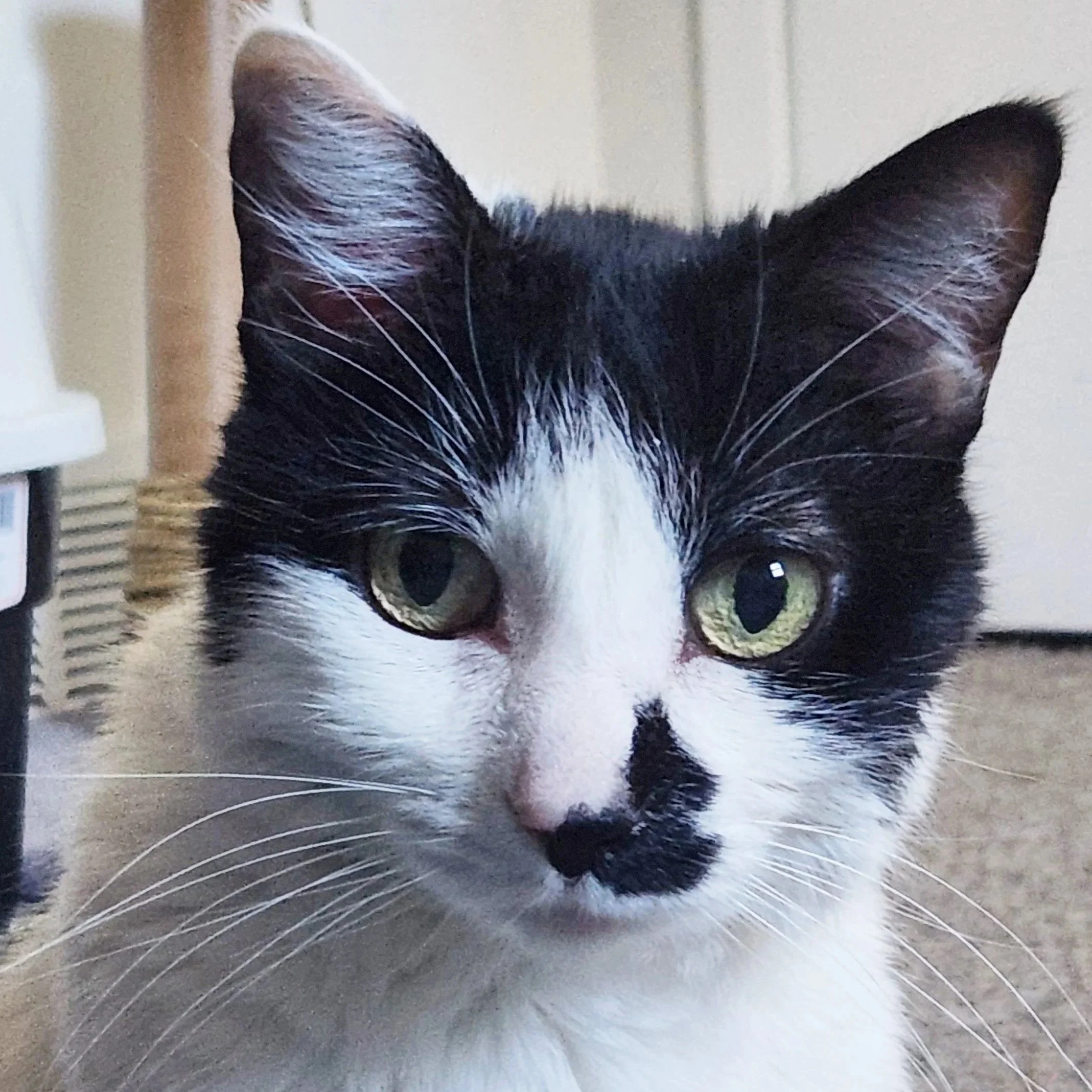 Image of Misa, an adoptable Almost Home Cat Rescue MKE cat