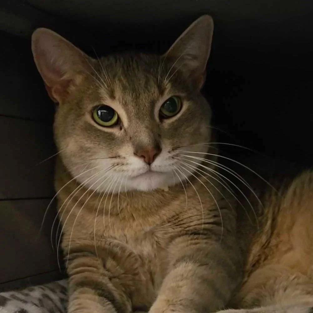 Almost Home Cat Rescue MKE adoptable cat, Matilda