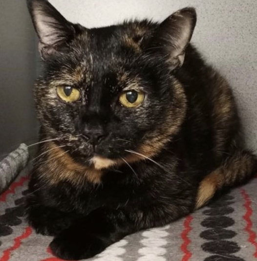 Image of Peppa, an adoptable cat from Almost Home Cat Rescue MKE