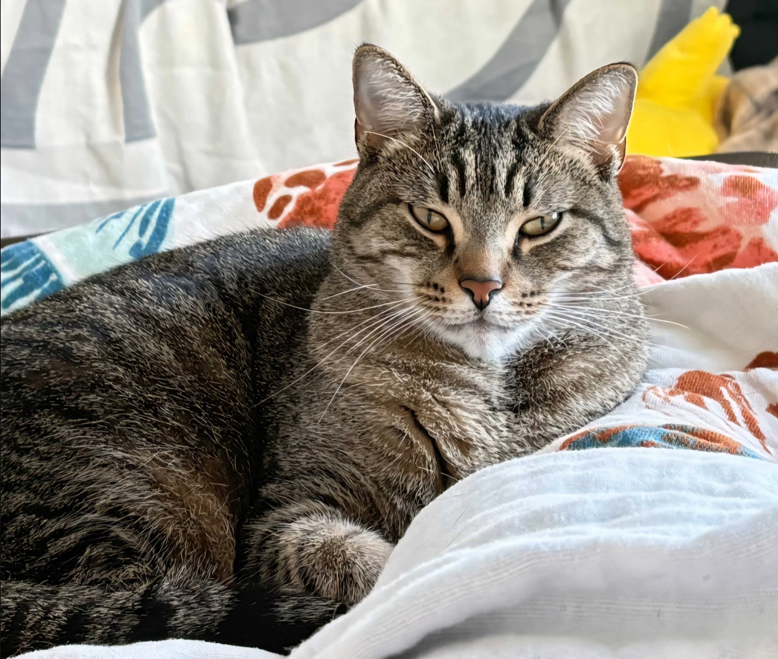 Image of Fred, an adoptable cat from Almost Home Cat Rescue MKE
