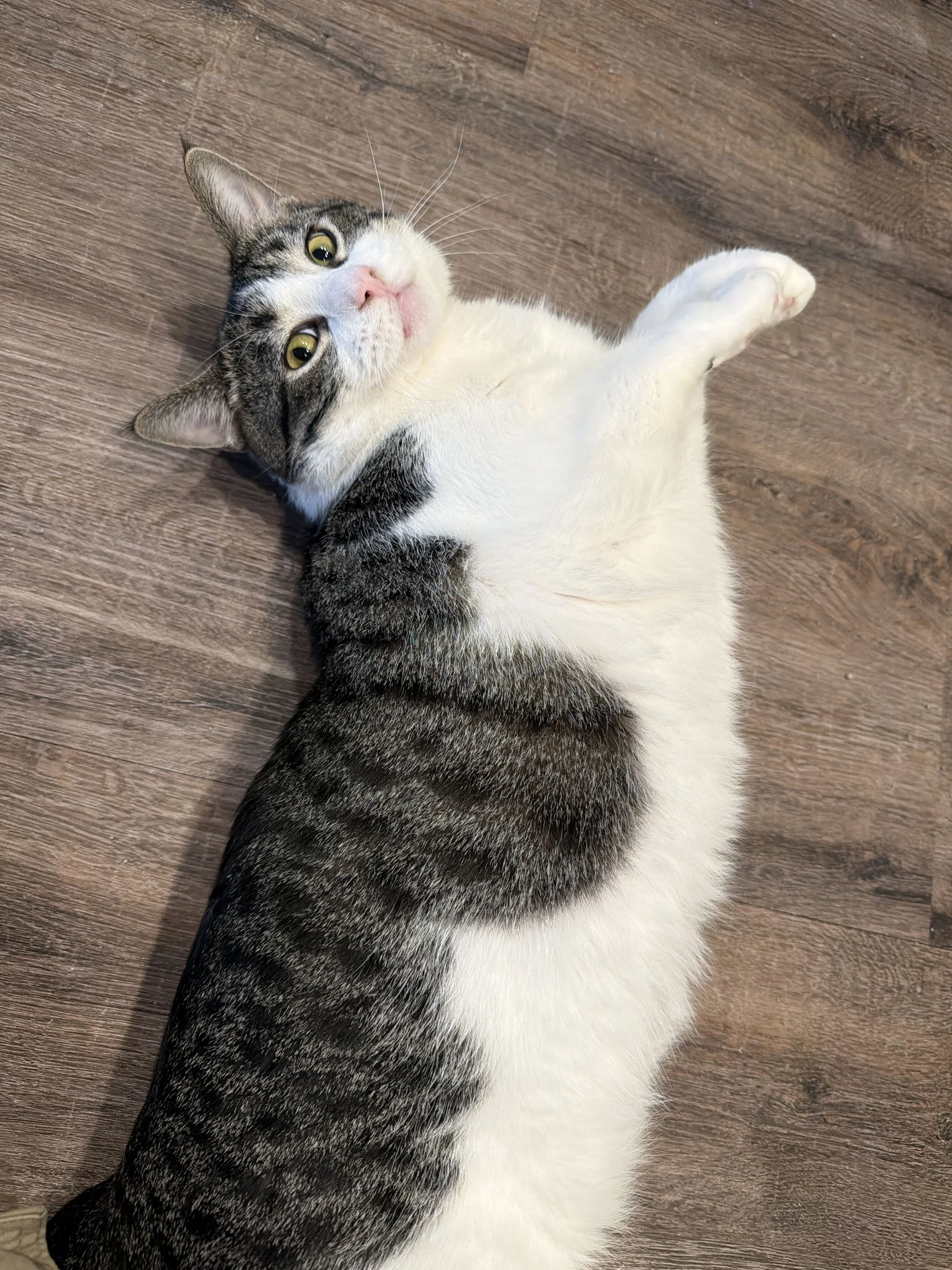 Image of Xander, an adoptable cat from Almost Home Cat Rescue MKE