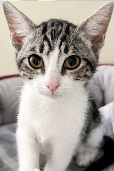 Adoptable kitten, Cannoli, from Almost Home Cat Rescue MKE