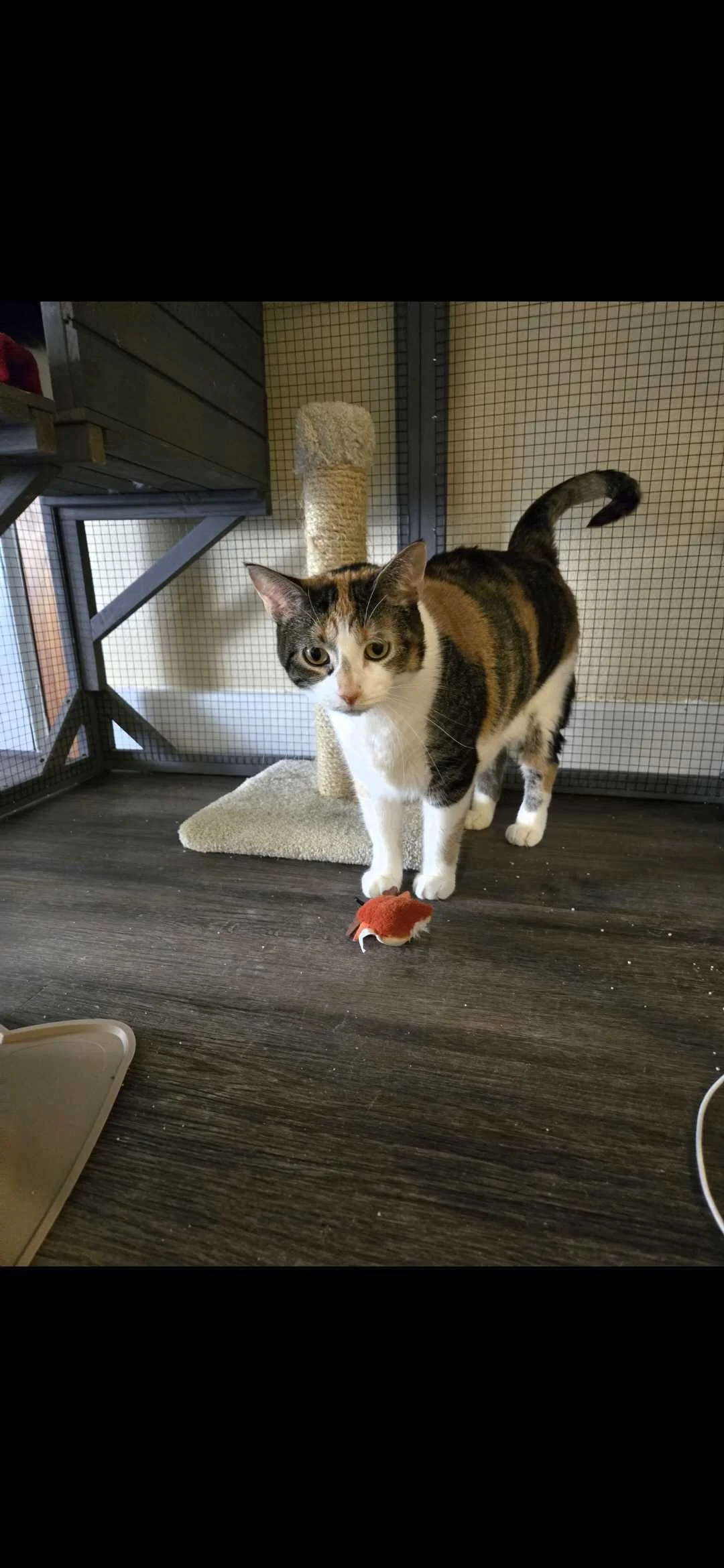 Image of adoptable cat, Buffy, from Almost Home Cat Rescue MKE