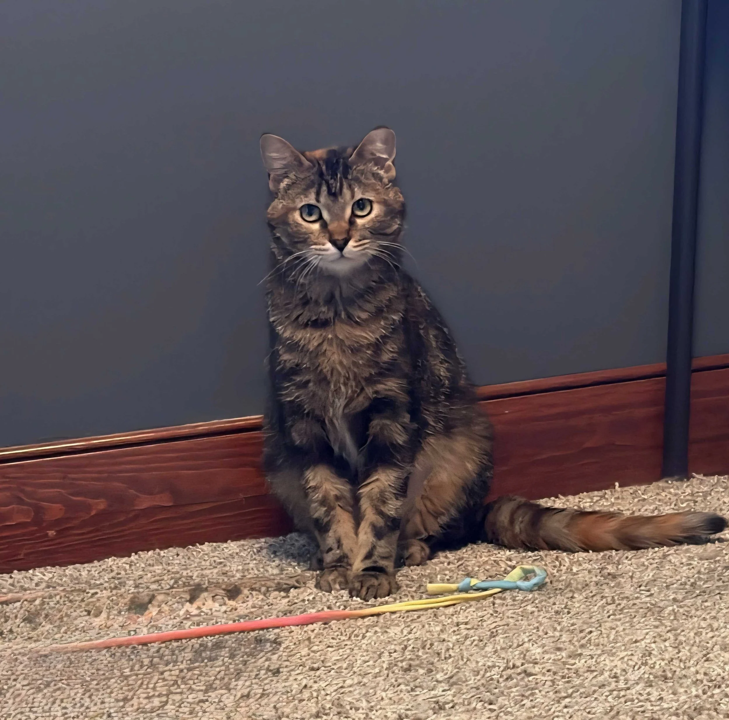 Image of Dee Dee, an adoptable Almost Home Cat Rescue MKE cat