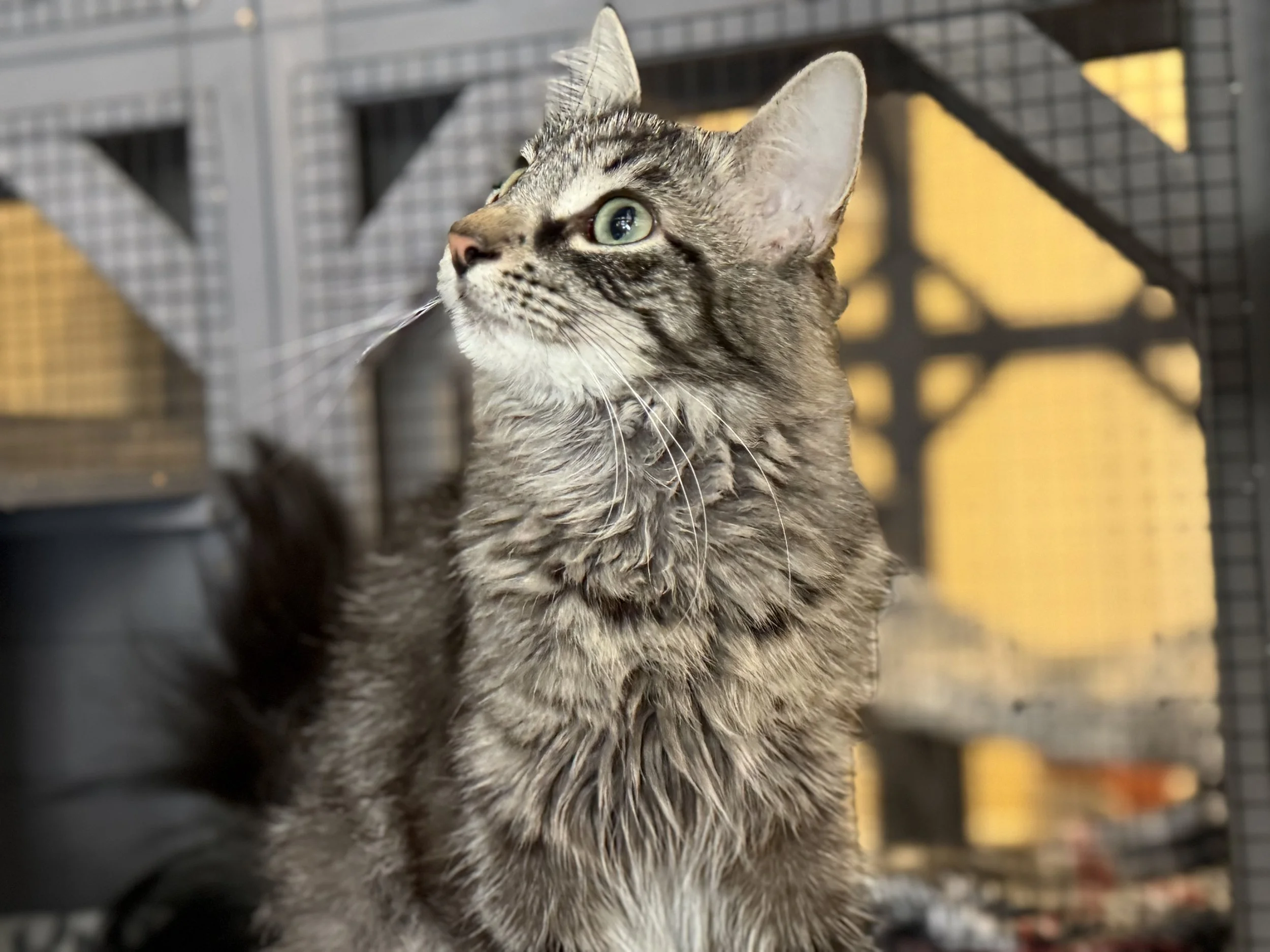 Image of Susie Q, an adoptable cat from Almost Home Cat Rescue MKE