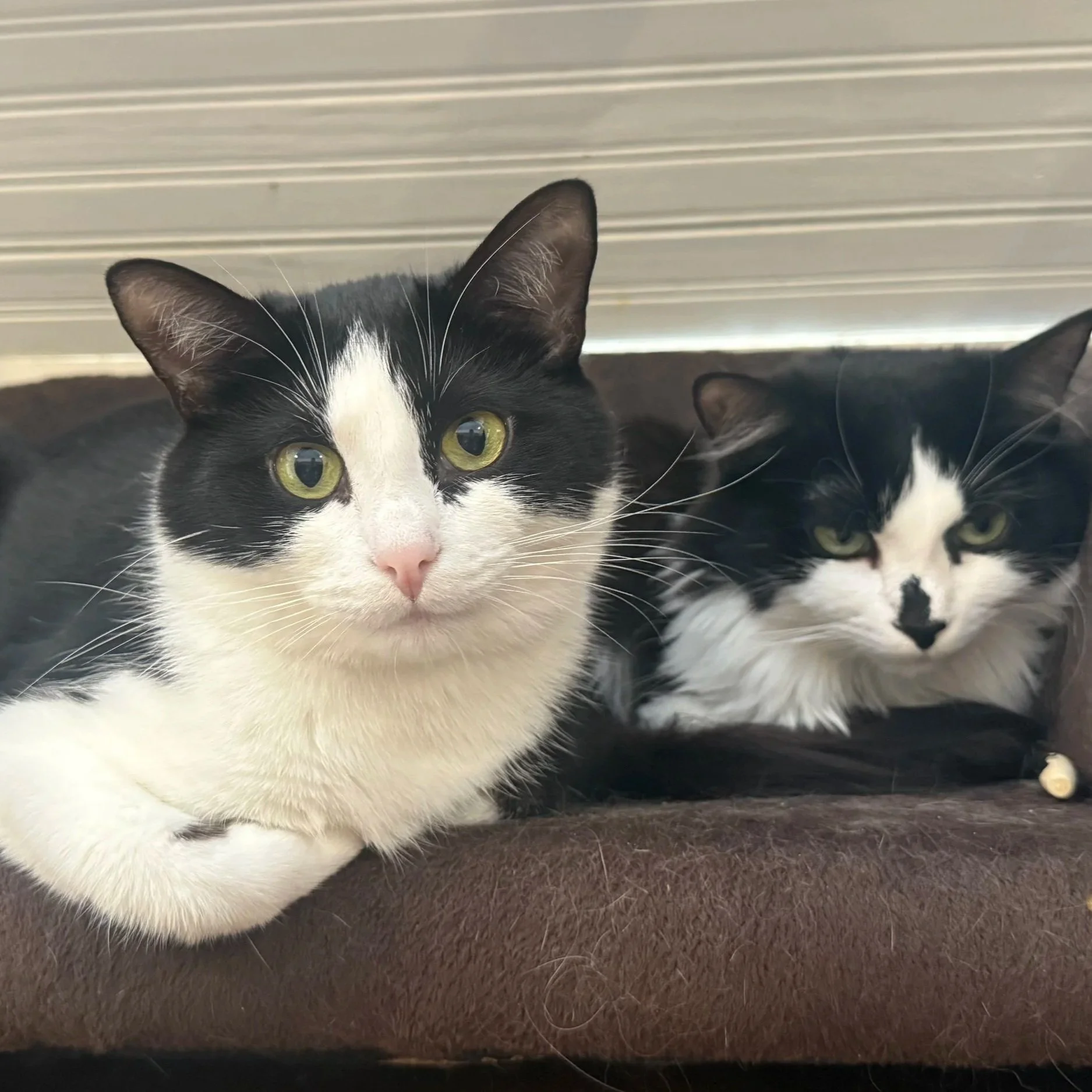 Image of Luciana and Marina, an adoptable bonded pair from Almost Home Cat Rescue MKE