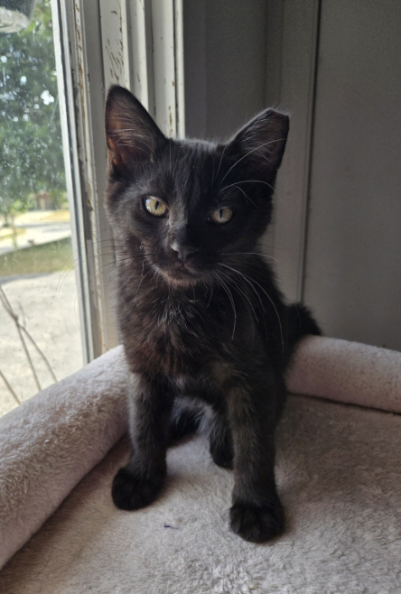 Adoptable kitten, Mark, from Almost Home Cat Rescue MKE
