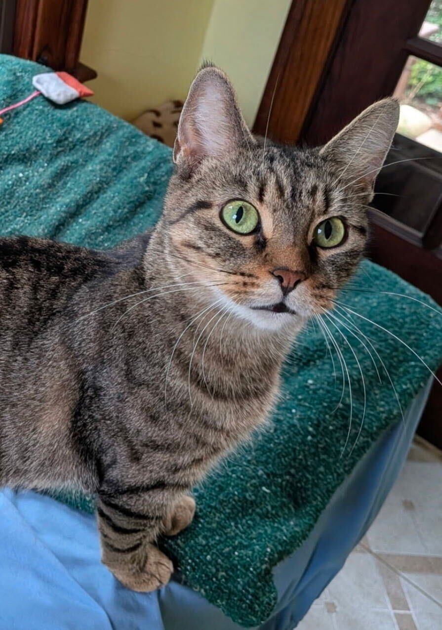 Image of Mama Willow, an adoptable female cat from Almost Home Cat Rescue MKE