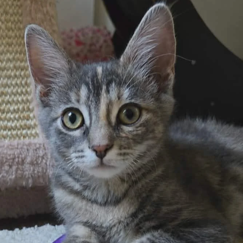 Image of Chalupa, an adoptable kitten from Almost Home Cat Rescue MKE
