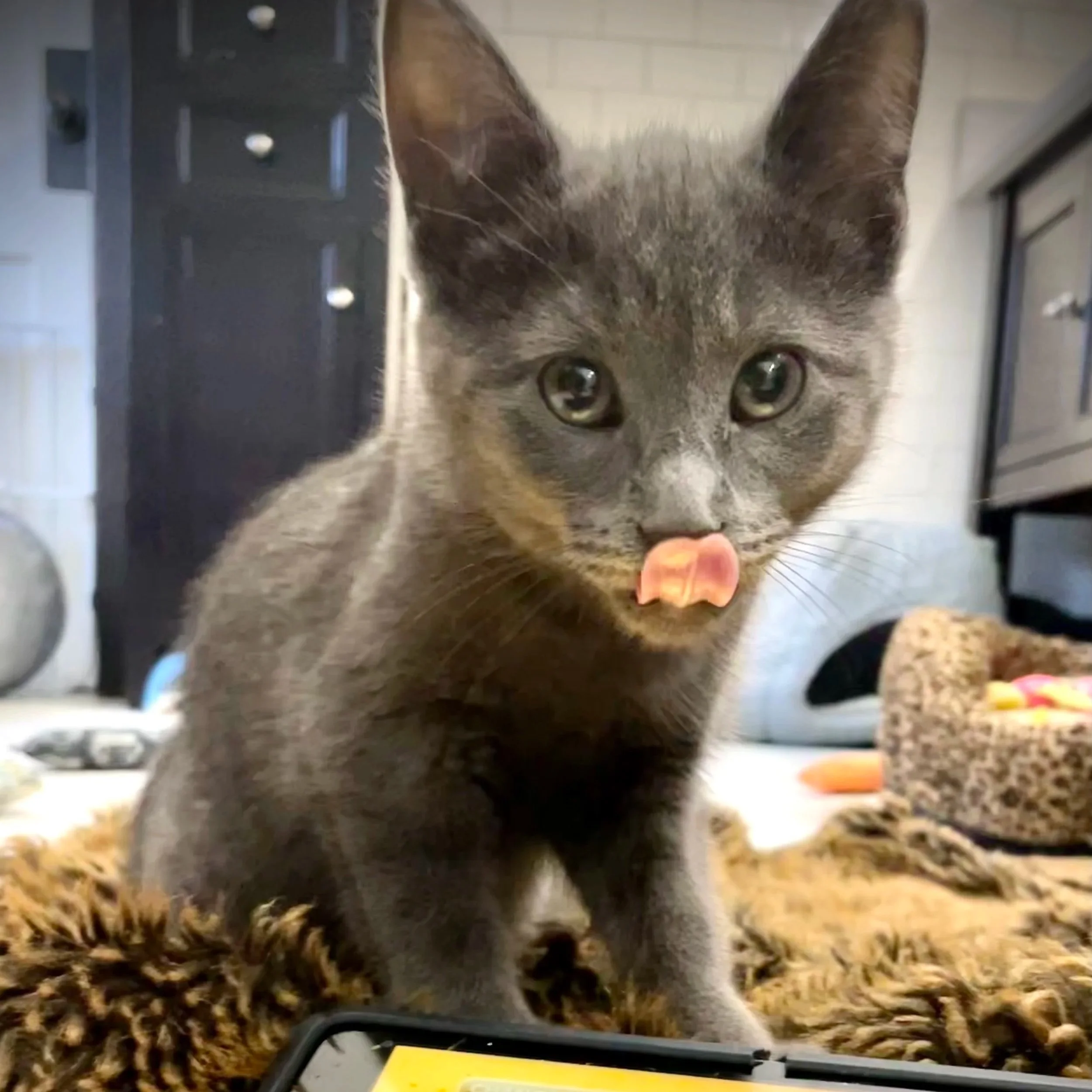 Gray kitten licking its lips