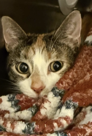 Image of Buffy, an adoptable cat from Almost Home Cat Rescue MKE