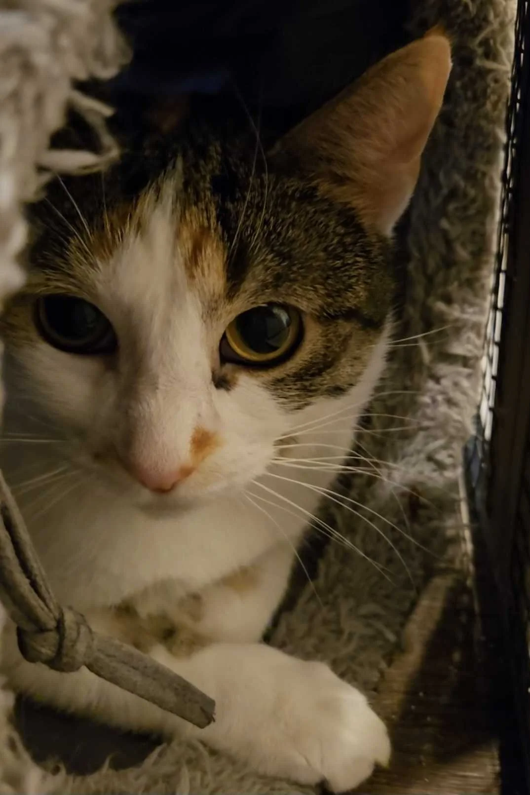 Image of Little Debbie, an adoptable Almost Home Cat Rescue MKE cat