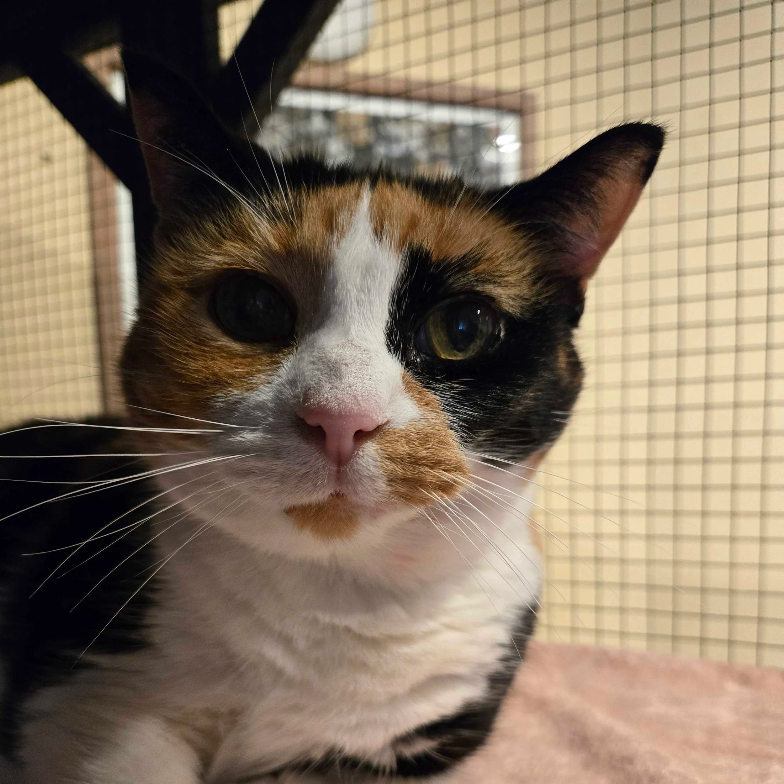 Image of Carmel, an adoptable cat from Almost Home Cat Rescue MKE