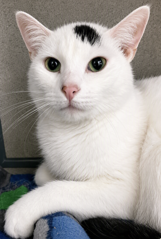 Image of Gojo, an adoptable cat from Almost Home Cat Rescue MKE