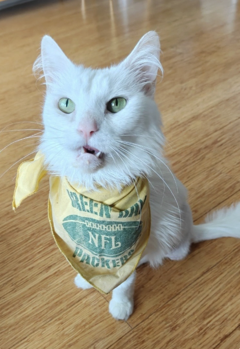 Image of Rizzo, an adoptable cat from Almost Home Cat Rescue MKE
