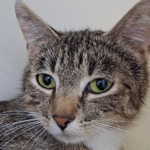 Image of Myrtle, an adoptable Almost Home Cat Rescue MKE cat