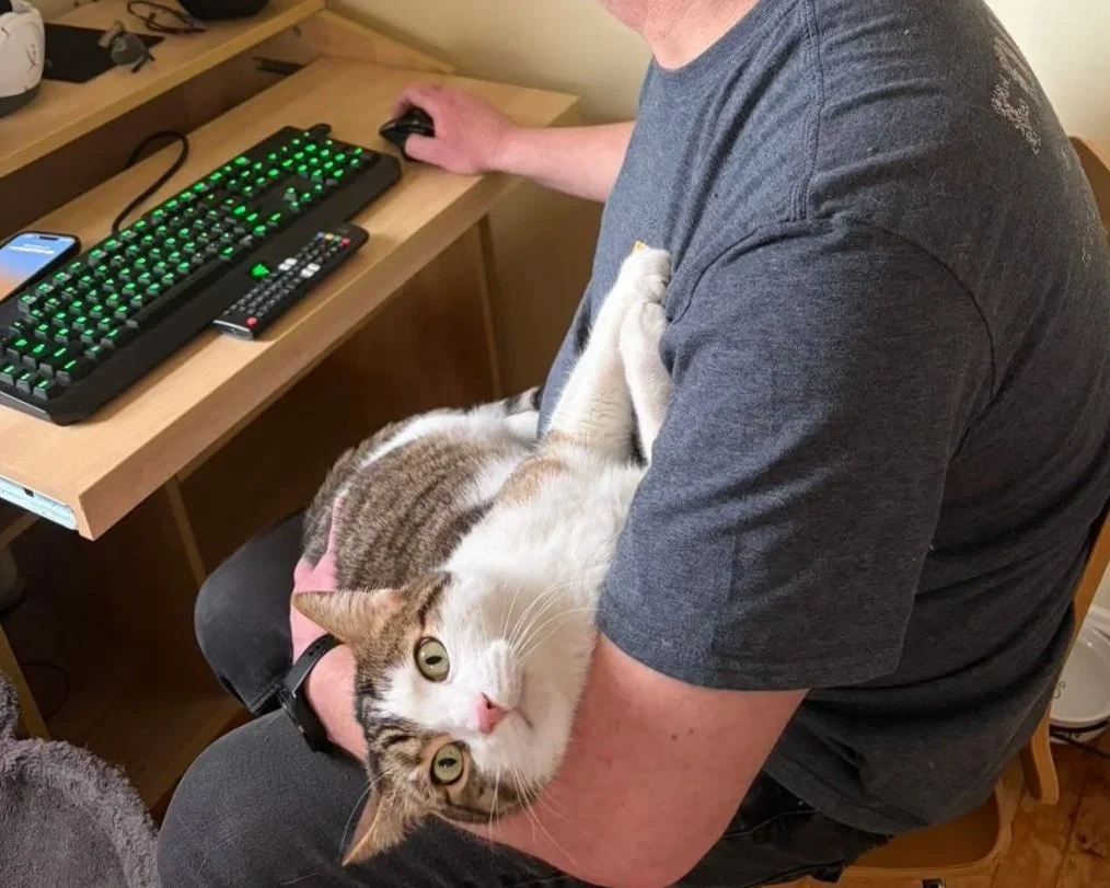 Image of a brown and white tabby cat laying in the arms of a volunteer in front of a computer.