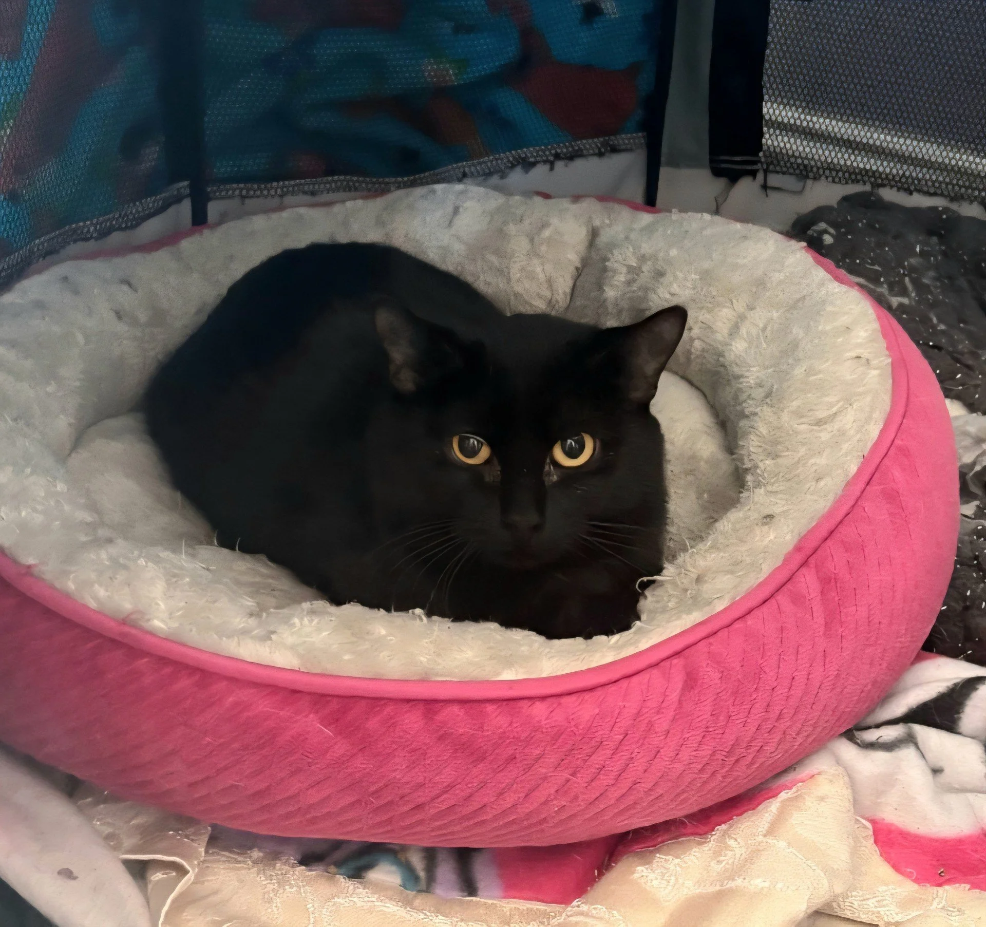 Adoptable cat, Bliss, from Almost Home Cat Rescue MKE