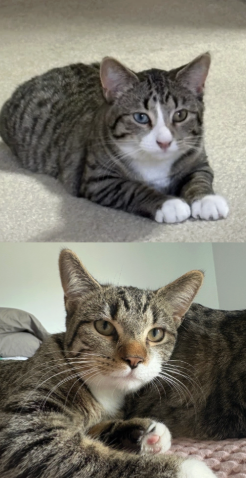 Image of bonded pair Plum & Pumpkins of Almost Home Cat Rescue MKE
