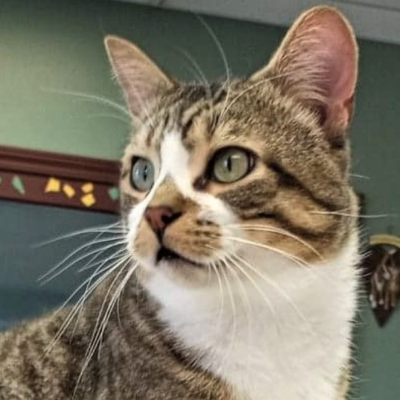 Image of Tom Hanks, an adoptable cat from Almost Home Cat Rescue MKE