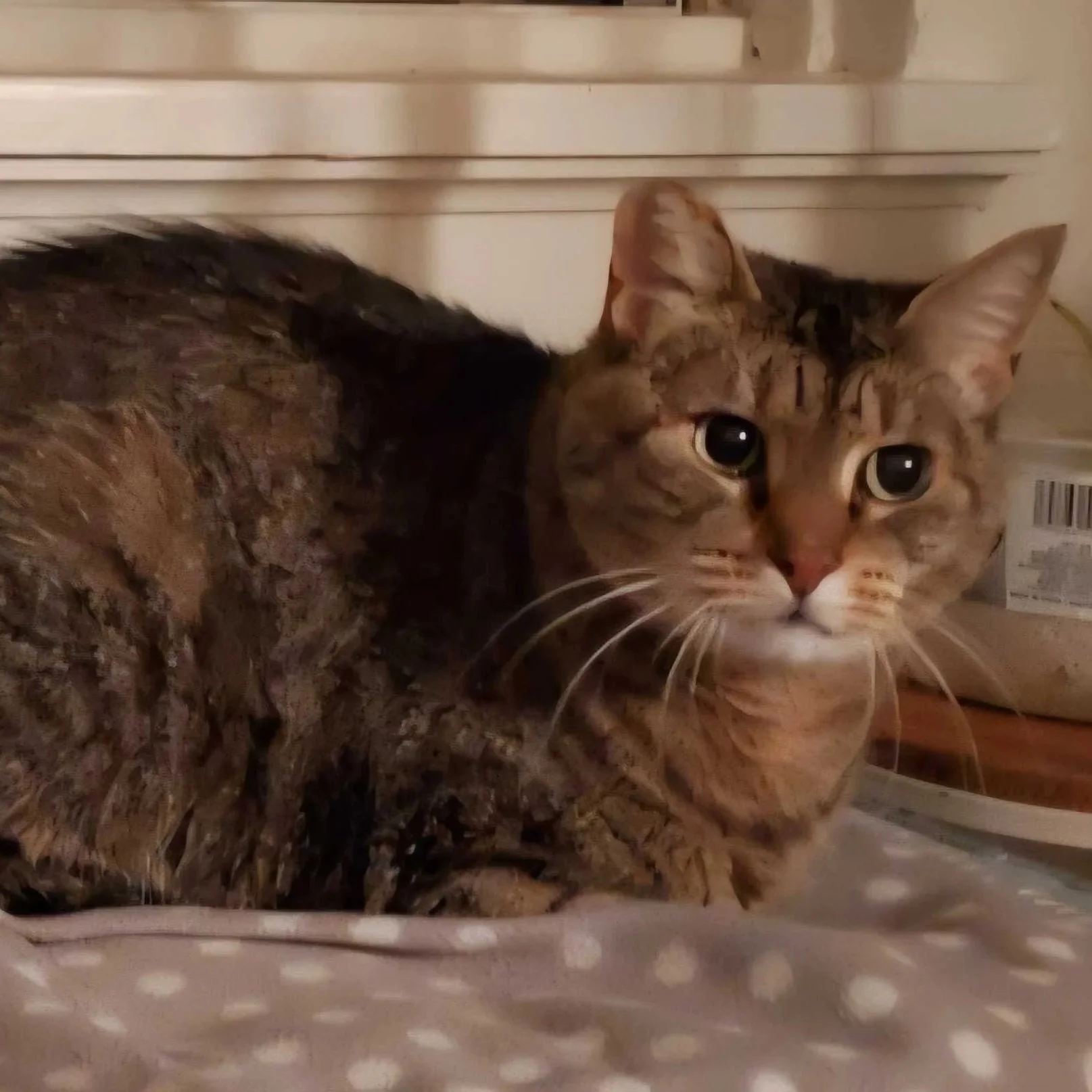 Image of Beans, an adoptable Almost Home Cat Rescue MKE cat