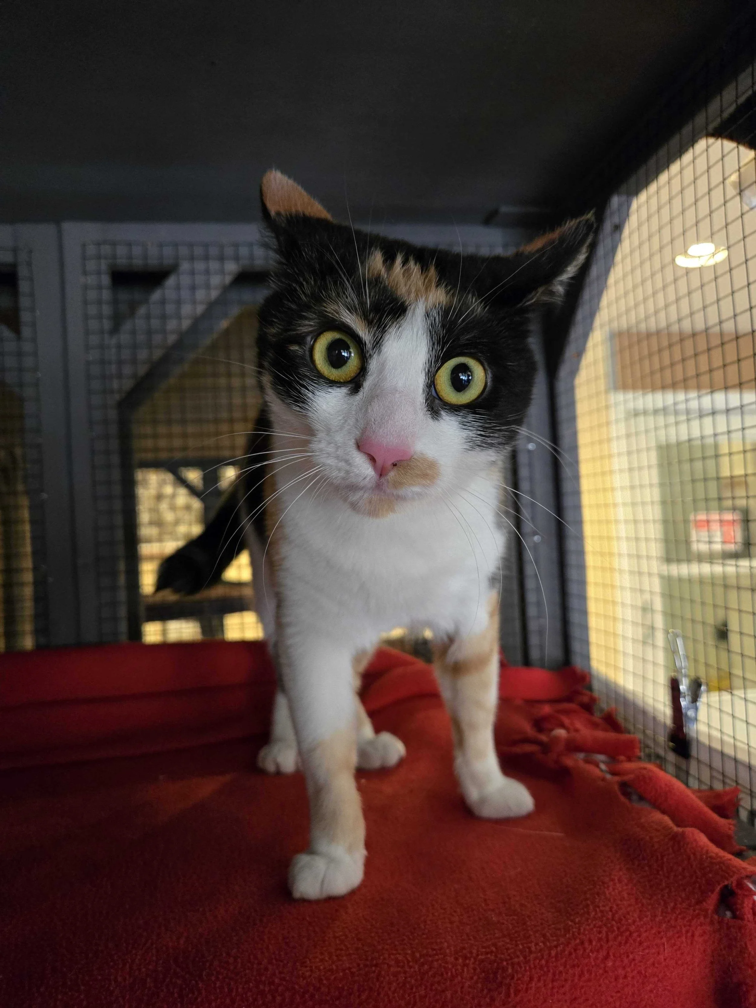 Photo of Penelope, an adoptable cat from Almost Home Cat Rescue MKE