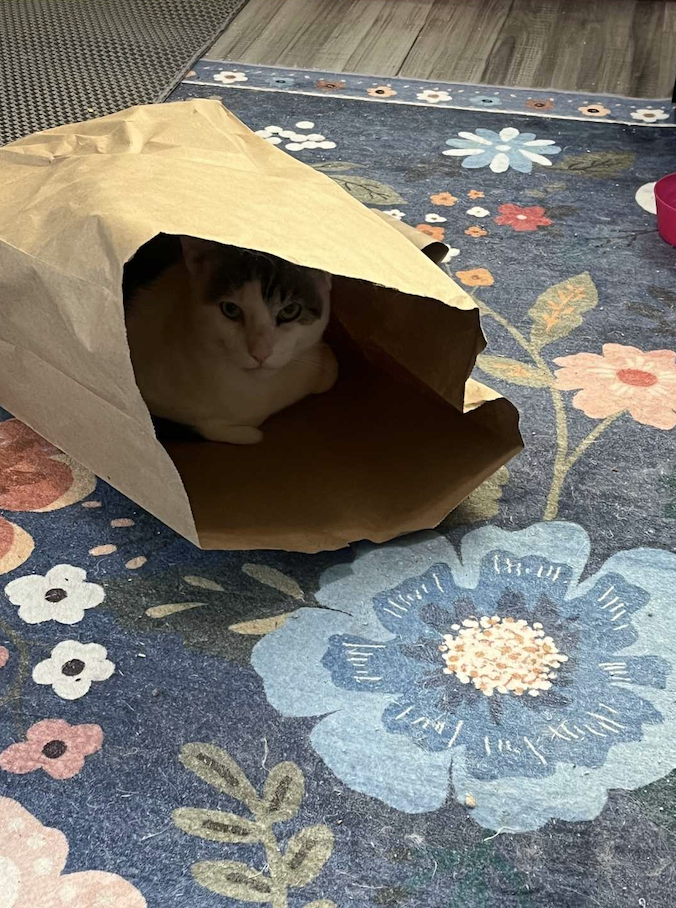 Image of Speedy, an adoptable cat from Almost Home Cat Rescue MKE